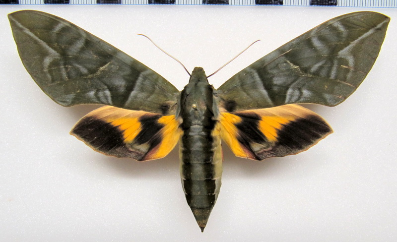   Eumorpha phorbas  femelle (Cramer 1775)