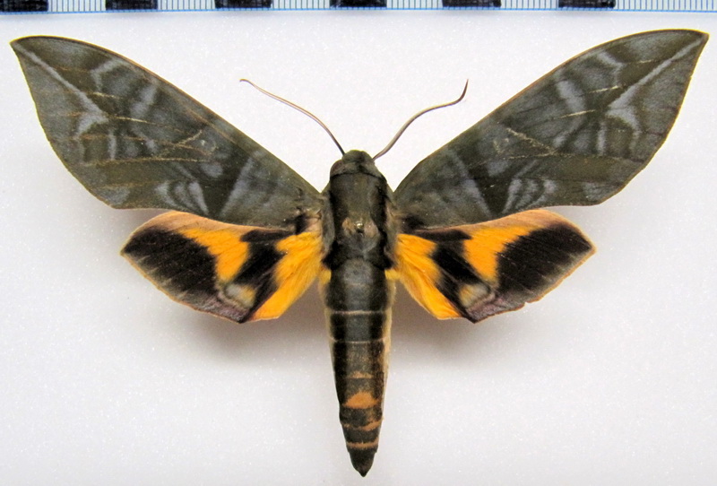  Eumorpha phorbas  male (Cramer 1775) 