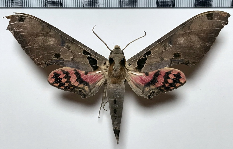  Adhemarius daphne mâle (Boisduval, 1875) 