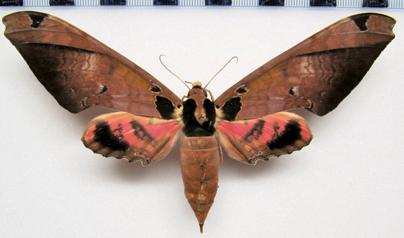  Adhemarius roessleri   femelle  (Eitschberger, 2002)