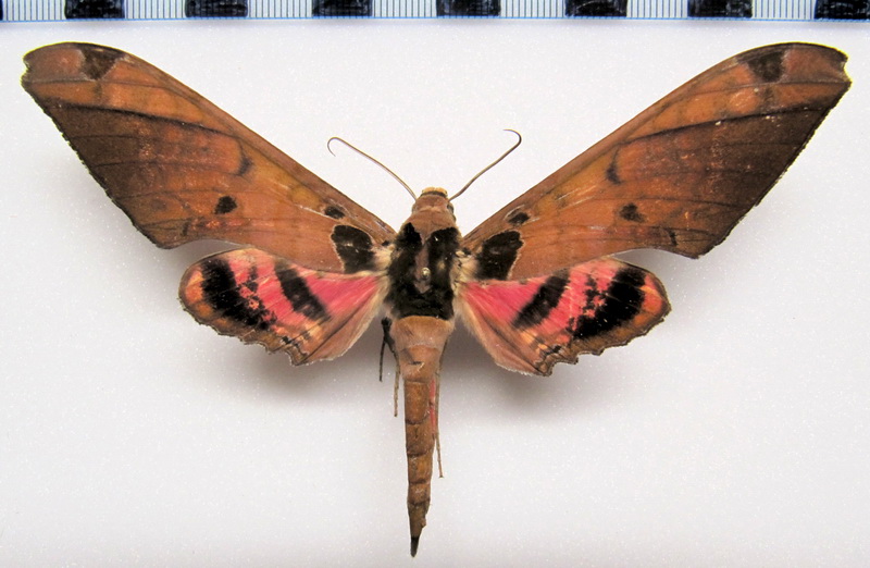Adhemarius roessleri   mâle (Eitschberger, 2002) 