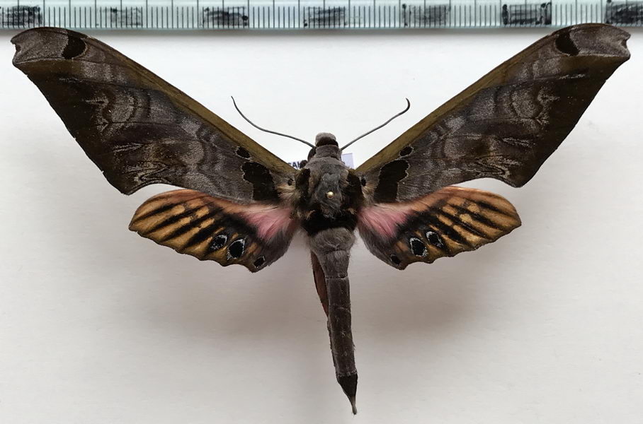  Adhemarius sexoculata mâle (Grote, 1867)