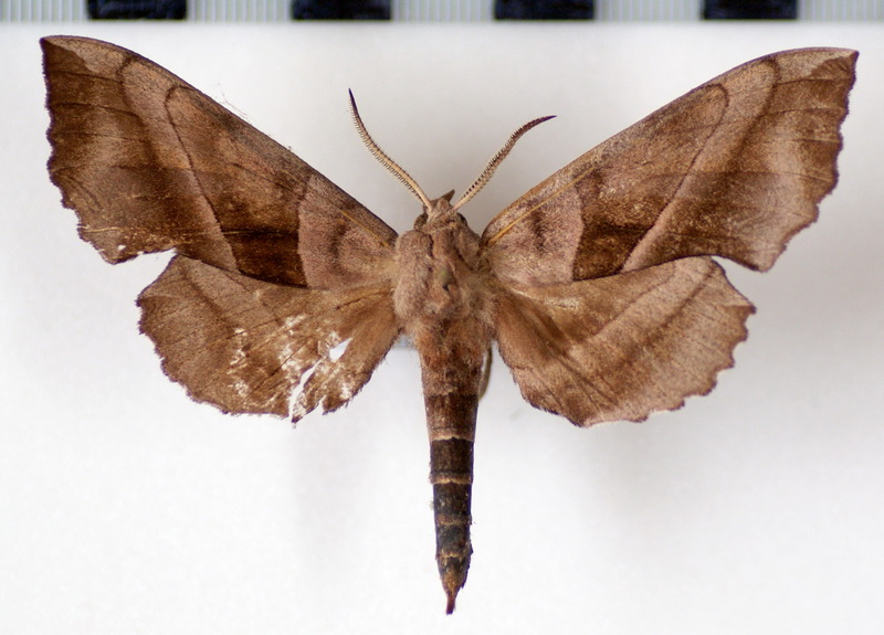  Amorpha juglandis (J. E. Smith, 1797)