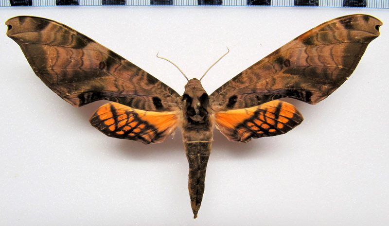  Protambulyx eurycles  femelle  (Herr.Schäf.[1854])