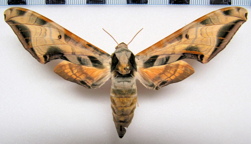  Protambulyx goeldii    femelle  Roth.& Jord. 1903