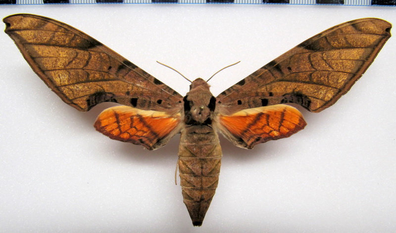 Protambulyx strigilis   femelle  (Linnaeus 1771) 