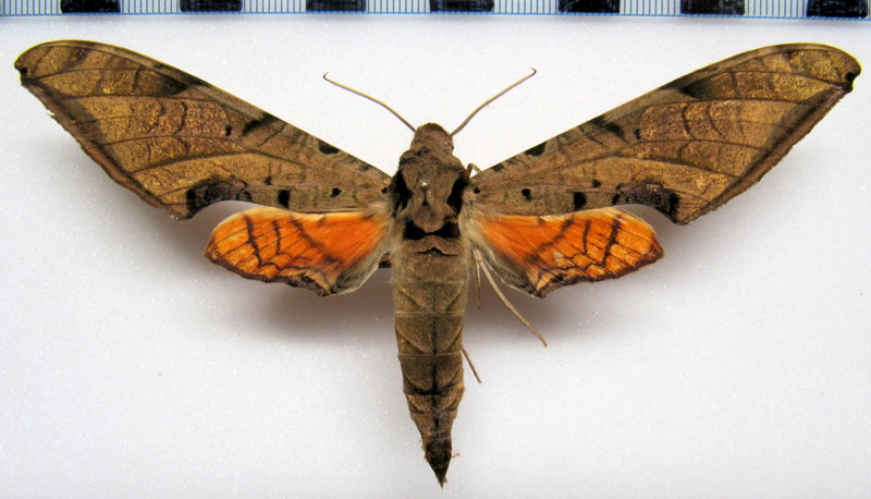  Protambulyx strigilis   male (Linnaeus 1771)