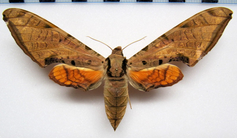  Protambulyx strigilis   femelle  (Linnaeus 1771)