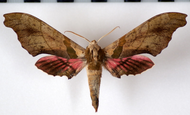  Trogolegnum pseudambulyx (Boisduval, [1875])