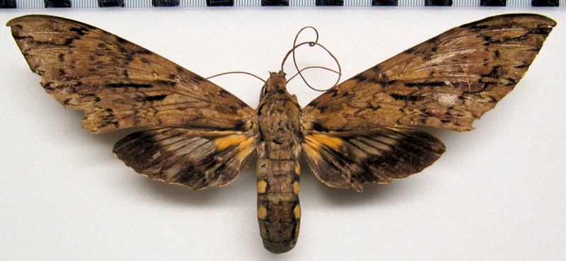 Cocytius lucifer  ( Roth.& Jord. 1903)  femelle 