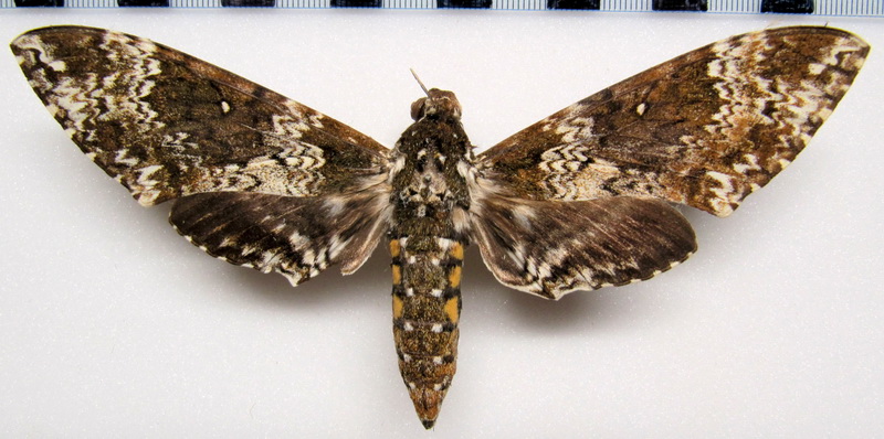 Manduca rustica rustica   femelle (Fabricius 1775) 
