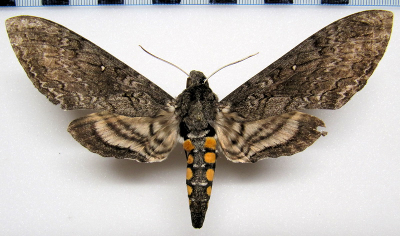  Manduca sexta paphus  femelle  (Cramer 1779)