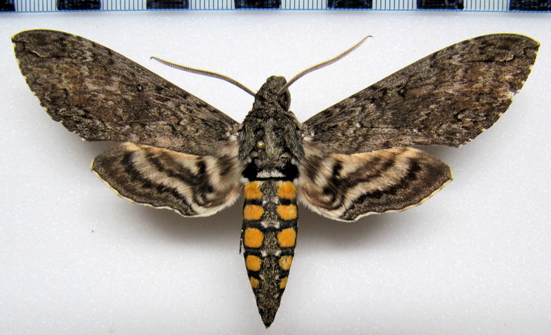 Manduca sexta paphus  male (Cramer 1779) 