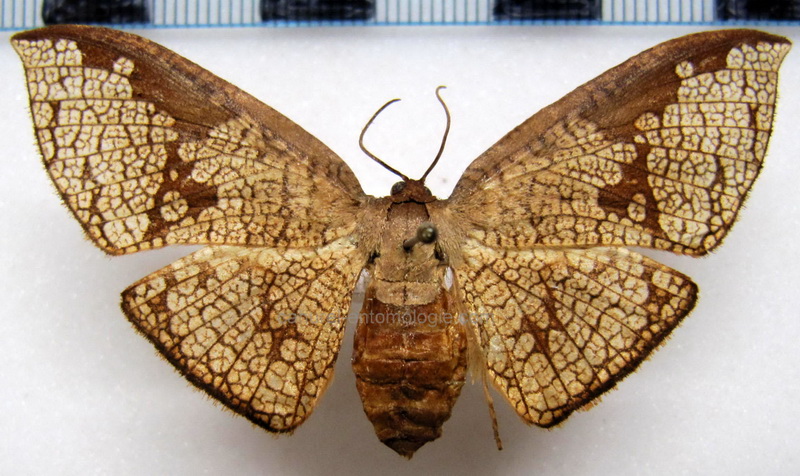  Belonoptera reticulata  femelle                              