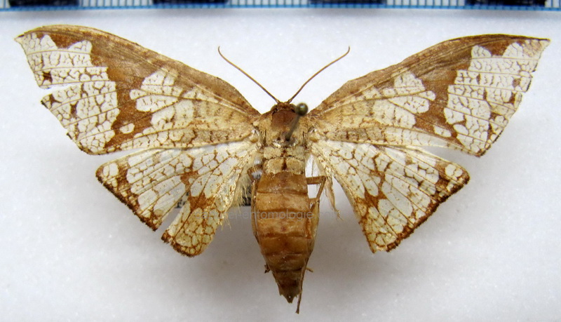  Belonoptera reticulata  mâle    (Guenée, 1858)                           