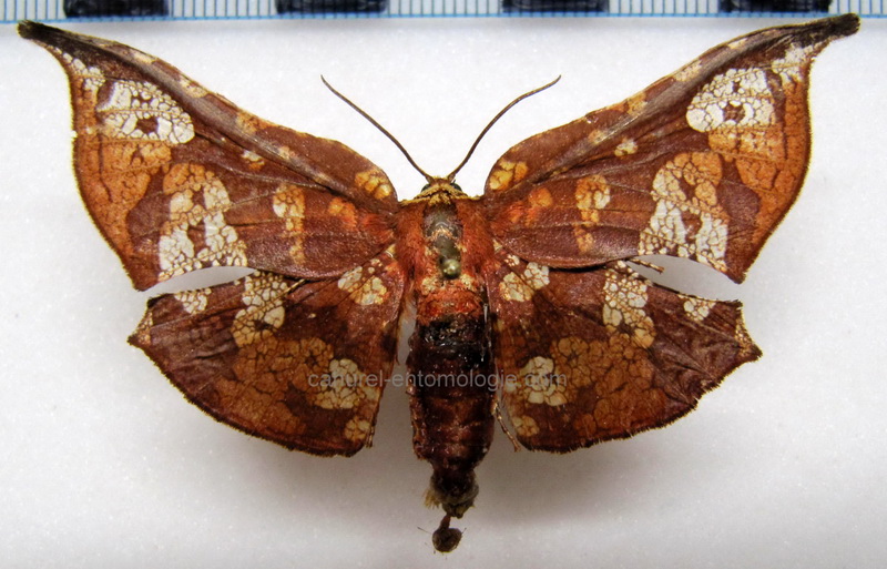 Belonoptera sanguinera  male                               