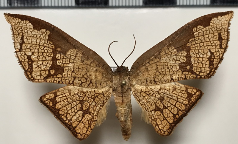   Belonoptera reticulata  mâle    (Guenée, 1858)  