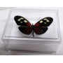 Boite transparente cristal