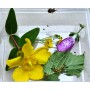 Boite d'observation transparente PP et son couvercle en cristal 135 x 100 x 45 mm