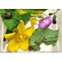 Boite d'observation transparente PP et son couvercle en cristal 135 x 100 x 45 mm