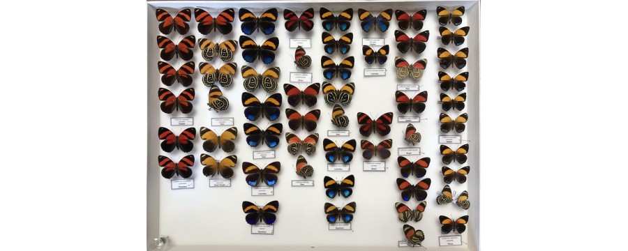 Insectes et Papillons