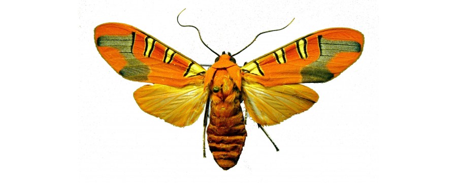 Arctiinae