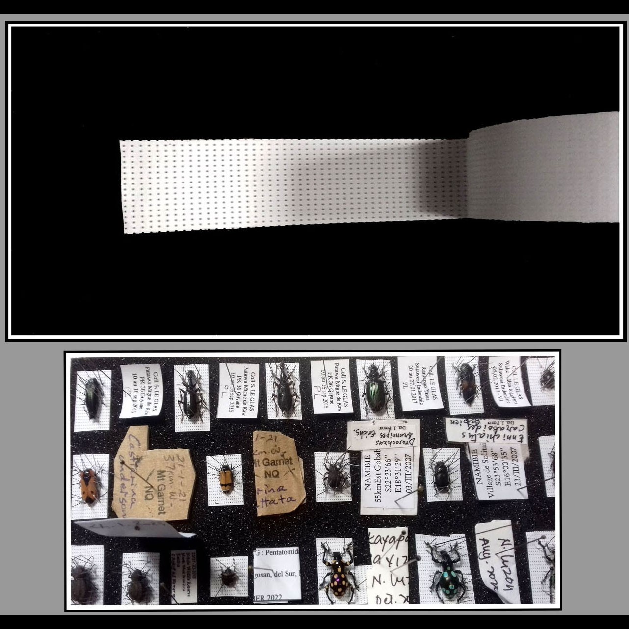 Kit d'étalage de précision pour petits coléoptères et autres espèces (Hémiptéres, Dermaptères, ...). – Image 7